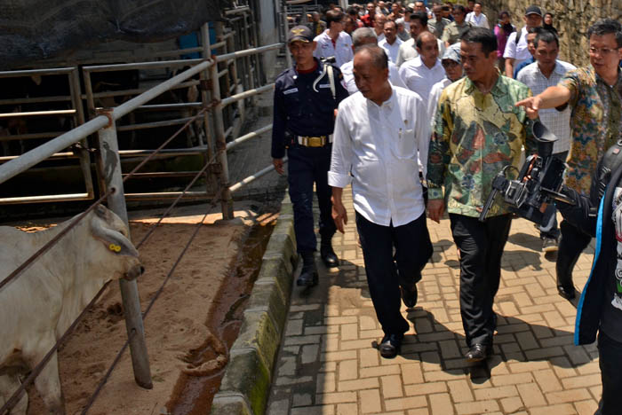 Mentan Akui Surprise, Sapi Onggo Berbobot 800 Kg Dikira Hasil Impor